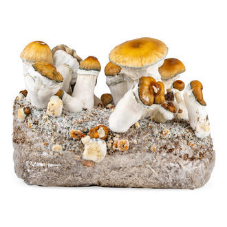 Zamnesia Ready-2-Grow Bag 'Hillbilly Pumpkin'