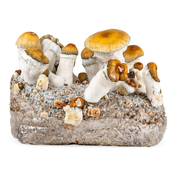 Zamnesia Ready-2-Grow Bag 'Hillbilly Pumpkin'