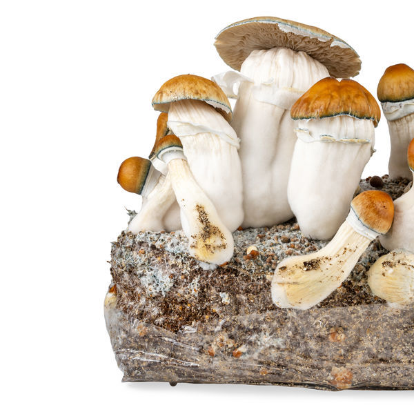 Zamnesia Ready-2-Grow Bag 'Hillbilly Pumpkin'