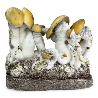 Zamnesia Ready-2-Grow Bag 'MVP'