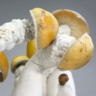 Zamnesia Ready-2-Grow Bag 'MVP'