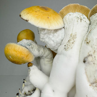 Zamnesia Ready-2-Grow Bag 'MVP'