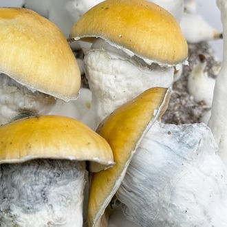 Zamnesia Ready-2-Grow Bag 'MVP'