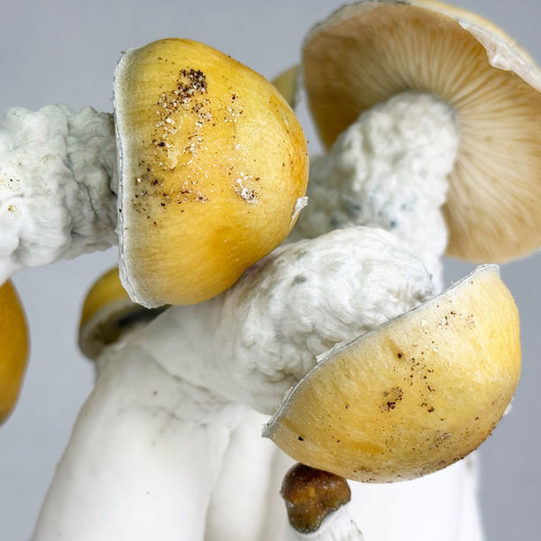 Zamnesia Ready-2-Grow Bag 'MVP'