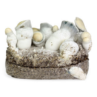 Zamnesia Ready-2-Grow Bag 'Jack Rabbit'