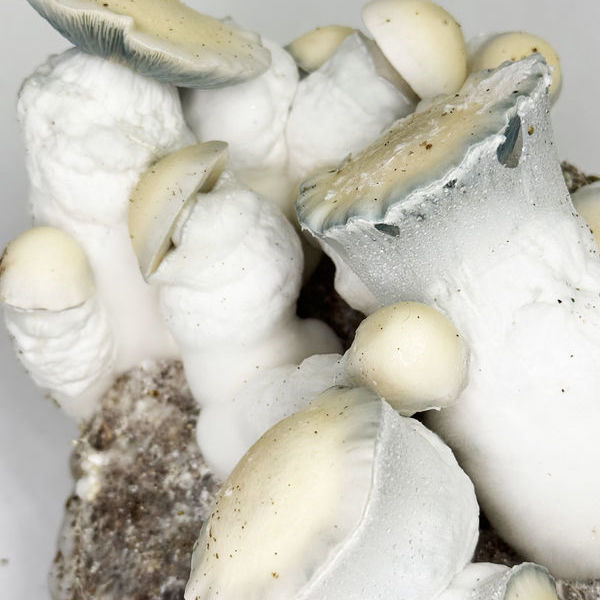 Zamnesia Ready-2-Grow Bag 'Jack Rabbit'