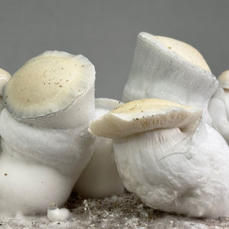 Zamnesia Ready-2-Grow Bag 'Jack Rabbit'