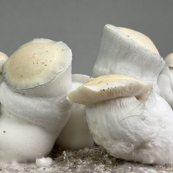 Zamnesia Ready-2-Grow Bag 'Jack Rabbit'