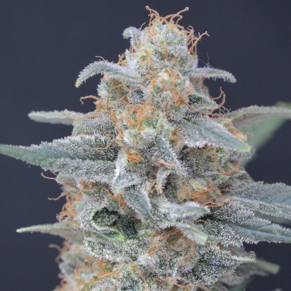 Honeyed Cream Dream (Pure Instinto) feminisiert