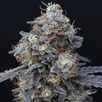 Minty Grape Kush (Pure Instinto) feminisiert