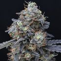 Minty Grape Kush (Pure Instinto) feminisiert