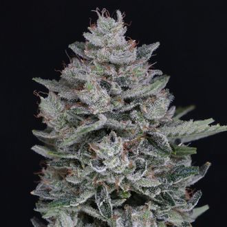 MAC² Auto (Pure Instinto) feminisiert