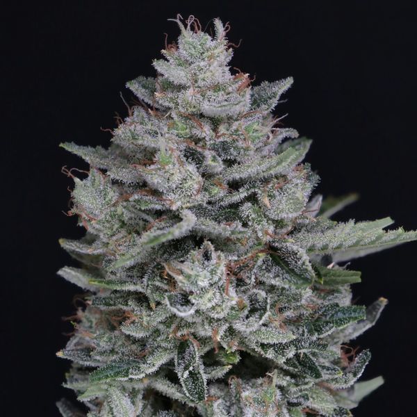 MAC² Auto (Pure Instinto) feminisiert