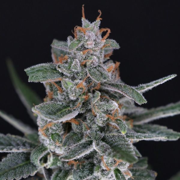Tri-Whip Kush Auto (Pure Instinto) feminisiert