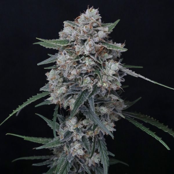 Whipped Runtz Auto (Pure Instinto) feminisiert