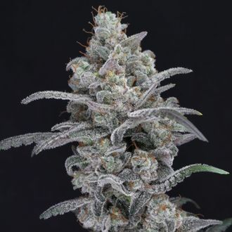 Chimera Crasher (Pure Instinto) feminisiert