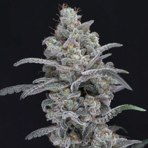 Chimera Crasher (Pure Instinto) feminisiert