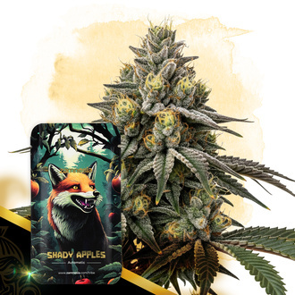 Shady Apples Automatic (Zamnesia Seeds) feminisiert