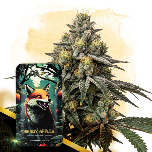 Shady Apples Automatic (Zamnesia Seeds) feminisiert