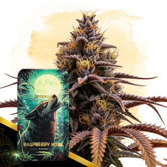Raspberry Howl Automatic (Zamnesia Seeds) feminisiert