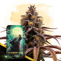 Raspberry Howl Automatic (Zamnesia Seeds) feminisiert