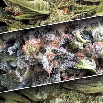 Auto Collection Pack 1 (Paradise Seeds) feminisiert