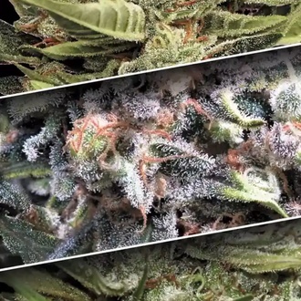 Auto Collection Pack 1 (Paradise Seeds) feminisiert