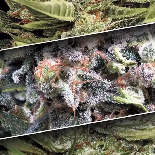 Auto Collection Pack 1 (Paradise Seeds) feminisiert