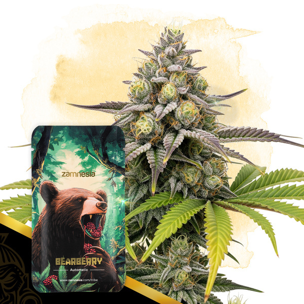 Bearberry Automatic (Zamnesia Seeds) feminisiert