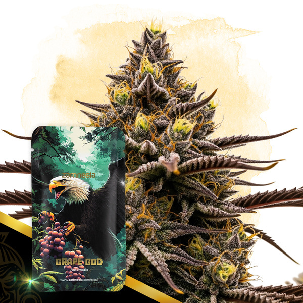 Grape God Automatic (Zamnesia Seeds) feminisiert