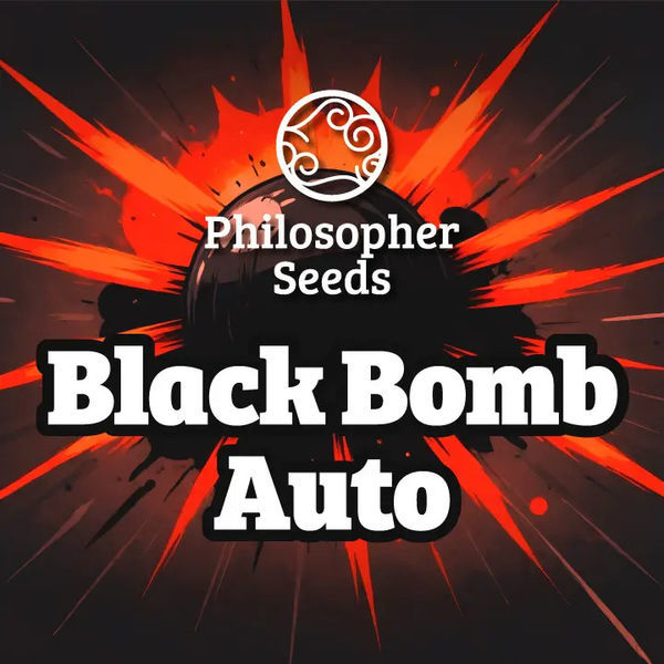 Black Bomb Auto (Philosopher Seeds) feminisiert