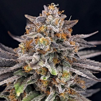 CandyGaz (Ripper Seeds) feminisiert