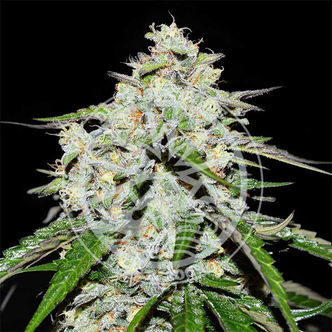 Space Cookies Auto (Delicious Seeds) feminisiert