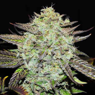 Purple Mango Kush (Delicious Seeds) feminisiert