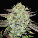 Purple Mango Kush (Delicious Seeds) feminisiert