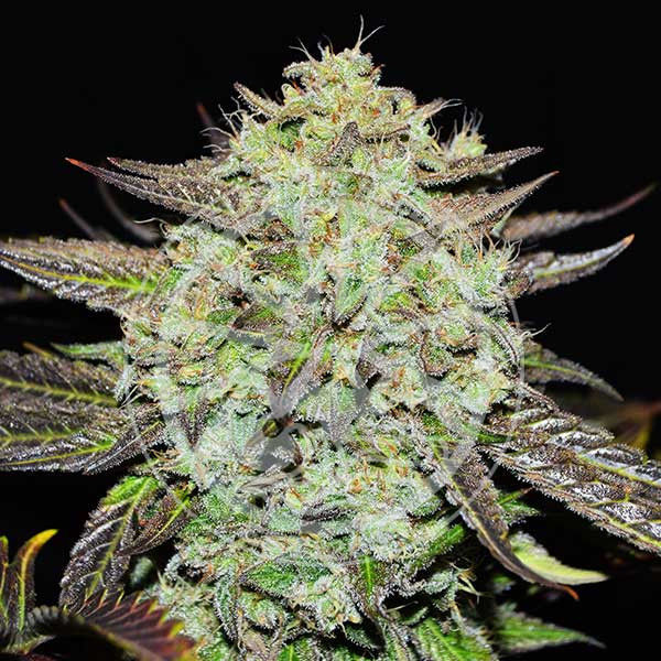 Purple Mango Kush (Delicious Seeds) feminisiert