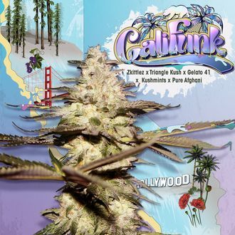 CaliFunk (T.H.Seeds) feminisiert CaliFunk (T.H.Seeds) feminisiert