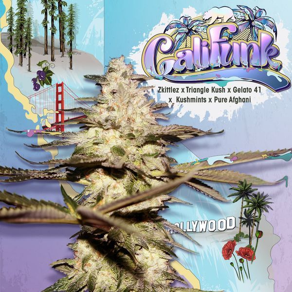 CaliFunk (T.H.Seeds) feminisiert