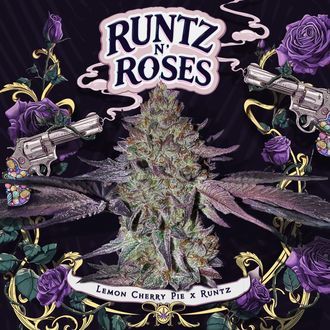 Runtz N’ Roses (T.H.Seeds) feminisiert
