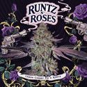 Runtz N’ Roses (T.H.Seeds) feminisiert