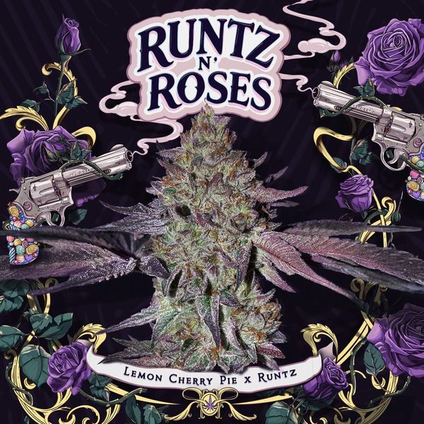 Runtz N’ Roses (T.H.Seeds) feminisiert