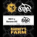 RS11 x Banana OG (Barney’s Farm) feminisiert