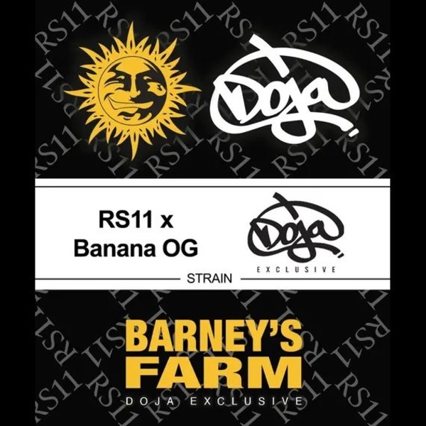RS11 x Banana OG (Barney’s Farm) feminisiert