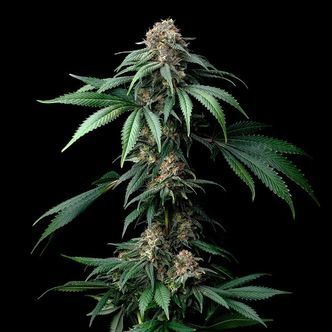 Mendo Breath (Barney's Farm) feminisiert