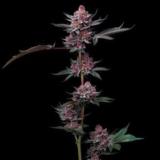 Cherry Poppers (Barney's Farm) Feminized Cherry Poppers (Barney's Farm) Feminized