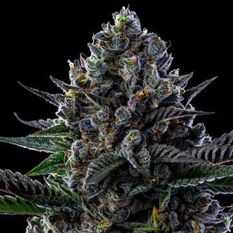 First Lady (Anesia Seeds) feminisiert