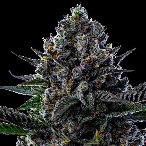 First Lady (Anesia Seeds) feminisiert