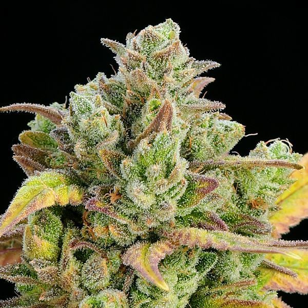 Honey Fried Bananas (Anesia Seeds) feminisiert