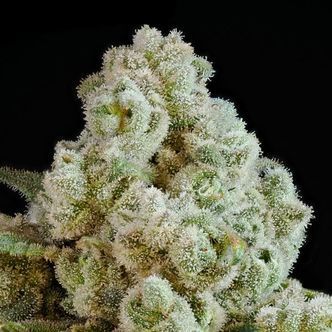 Privileged Baddie (Anesia Seeds) feminisiert