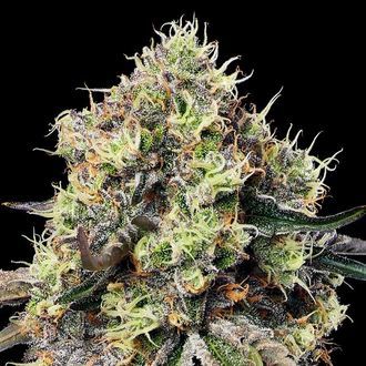 Roswell Code (Anesia Seeds) feminisiert